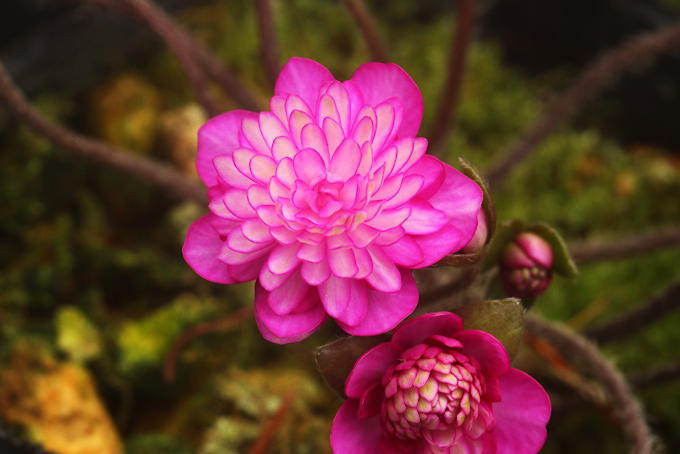 雛桜